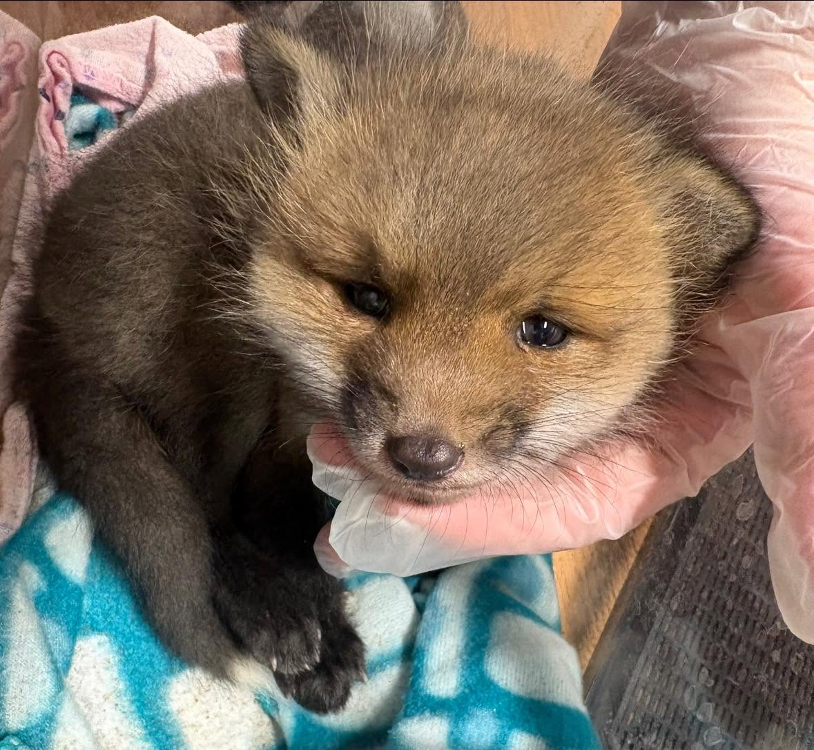 Young fox kit receiving rehabilitative care