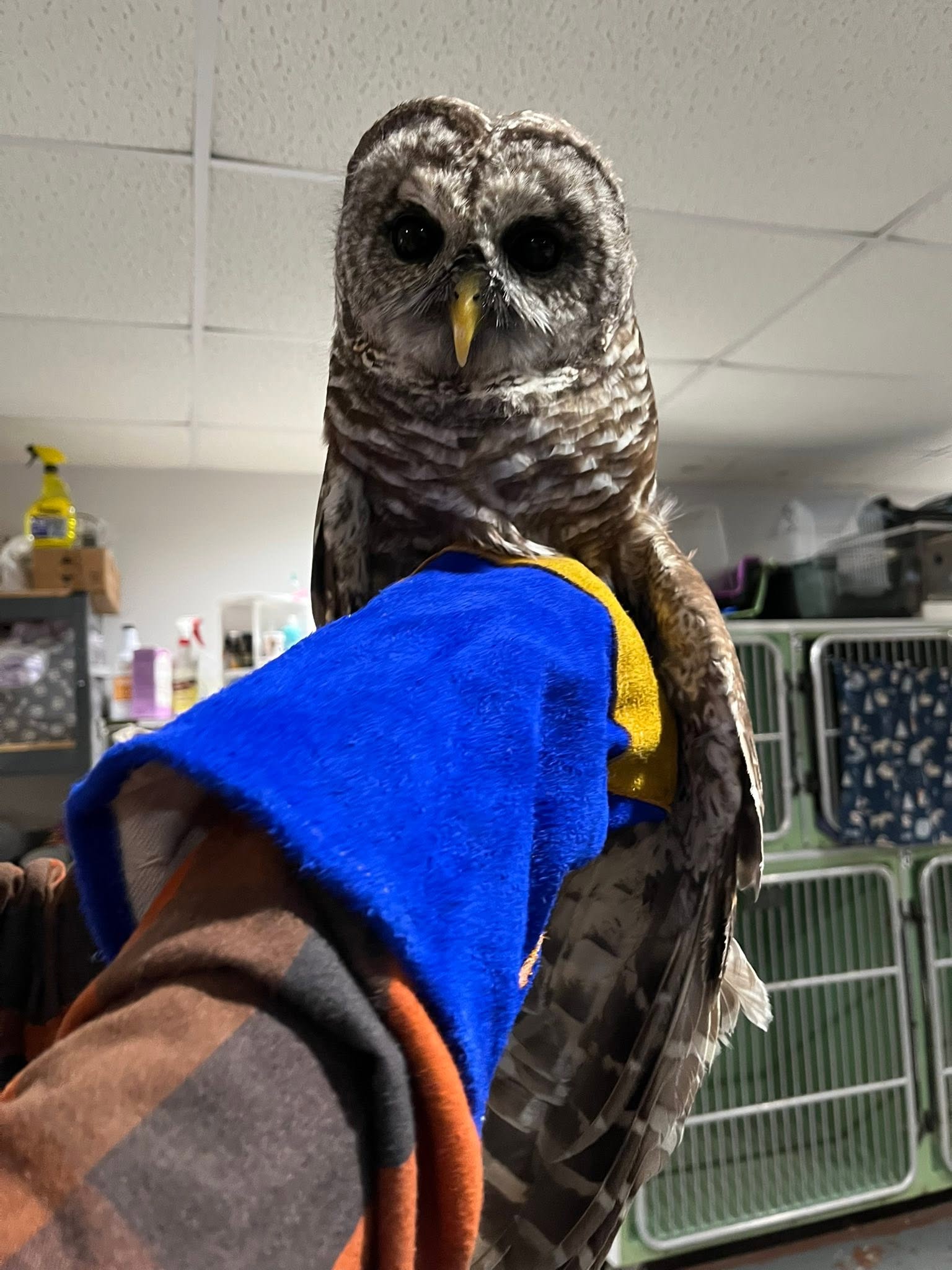 Owl being held during wildlife rehabilitation