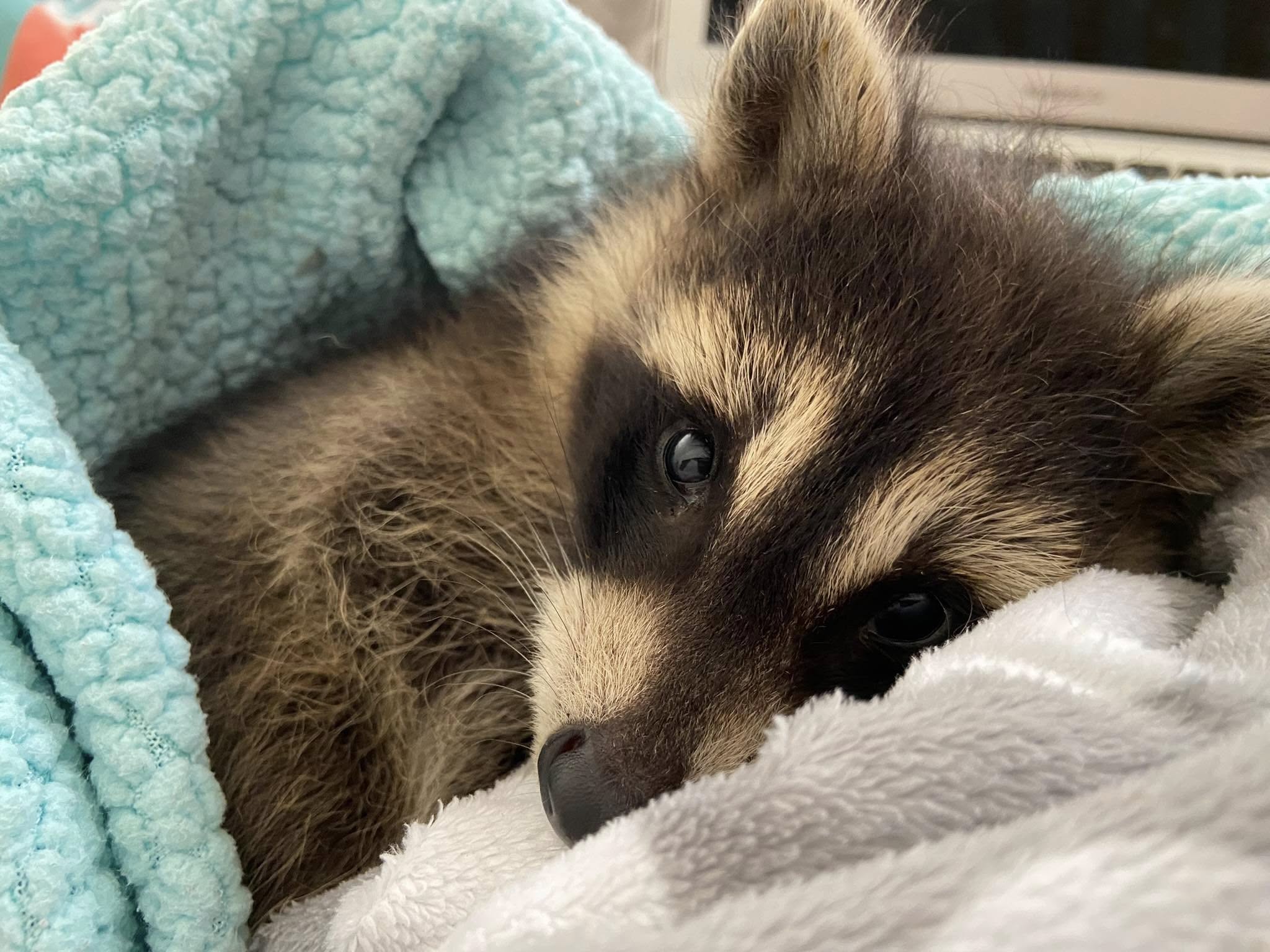 Young rescued raccoon resting in blankets